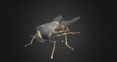 Fly gif